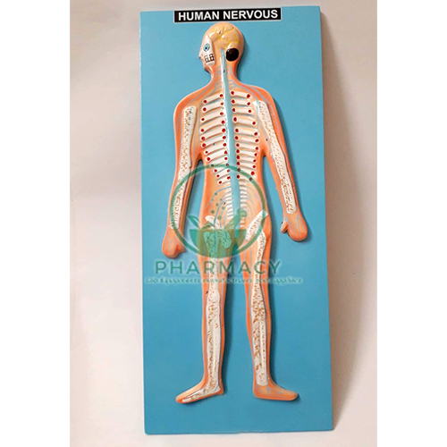 System of Human Body Made of Fiber Glass